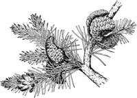 PLF163H.TIF