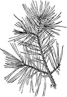 PLF163G.TIF