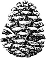PLF163F.TIF