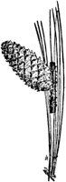 PLF163E.TIF