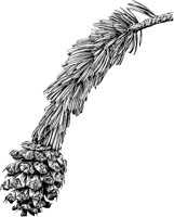 PLF163B.TIF