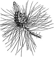 PLF163A.TIF