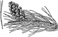 PLF162F.TIF