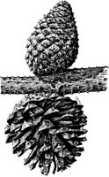 PLF162D.TIF