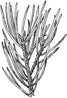 PLF162C.TIF