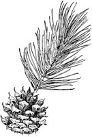 PLF162B.TIF