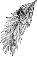 PLF162A.TIF