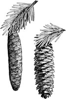 PLF161D.TIF