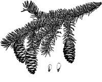 PLF161C.TIF
