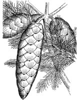 PLF161A.TIF