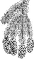 PLF160D.TIF