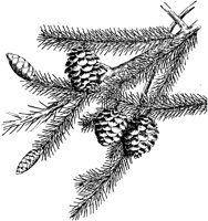 PLF160C.TIF