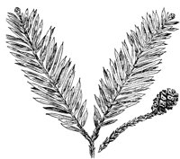PLF159C.TIF