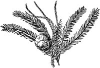 PLF158E.TIF