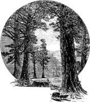 PLF158D.TIF