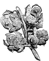 PLF158C.TIF