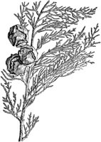 PLF158B.TIF