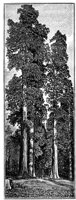 PLF158A.TIF
