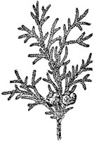 PLF157H.TIF