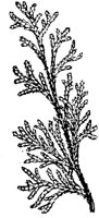 PLF157G.TIF