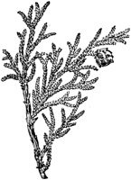PLF157E.TIF