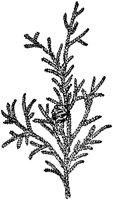 PLF157D.TIF