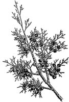 PLF157C.TIF
