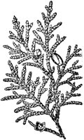 PLF157B.TIF