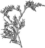 PLF157A.TIF