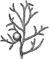 PLF156J.TIF