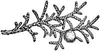 PLF156I.TIF