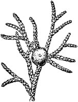 PLF156G.TIF