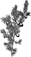 PLF156F.TIF