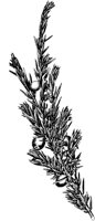 PLF156E.TIF