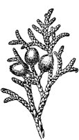 PLF156D.TIF