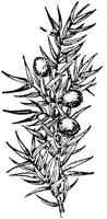 PLF156C.TIF