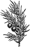 PLF156A.TIF