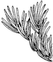 PLF155H.TIF
