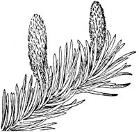 PLF155G.TIF