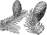 PLF155F.TIF