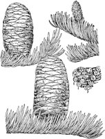 PLF155E.TIF