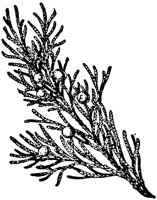 PLF155D.TIF
