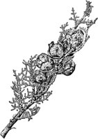 PLF155B.TIF