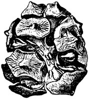 PLF155A.TIF