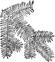PLF154A.TIF