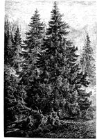 PLF153D.TIF