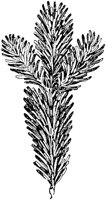 PLF153A.TIF