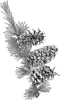 PLF152E.TIF