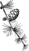 PLF152D.TIF