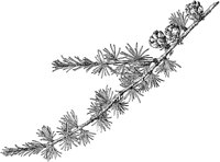 PLF152C.TIF
